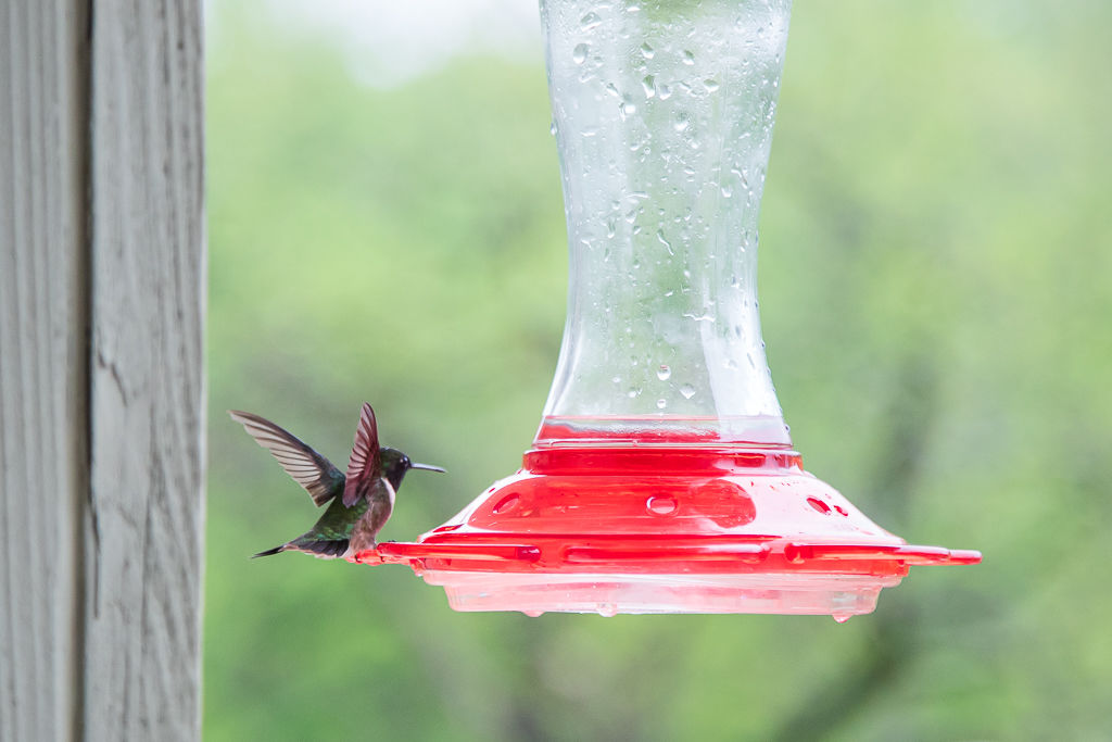 Backyard Birds NH-1919.jpg